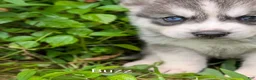 Siberian Husky dogs for sale: Buzz - Ad 1