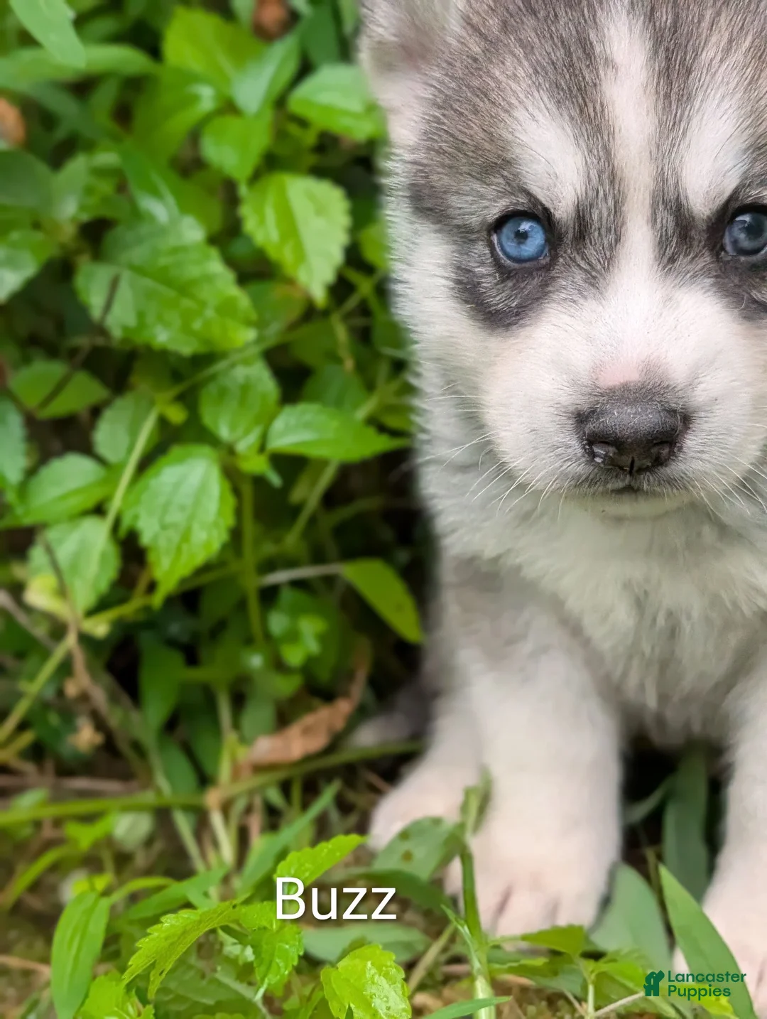 Siberian Husky dogs for sale: Buzz - Ad 1