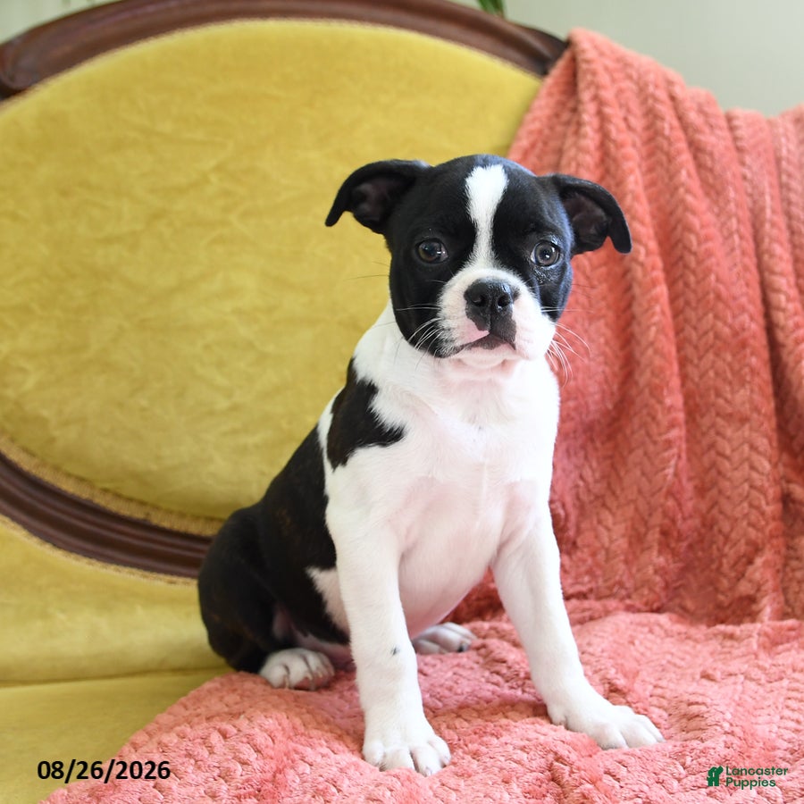 Boston Terrier dogs Ziggy - Ad 1