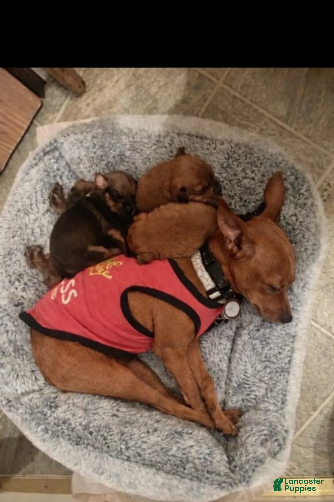 Miniature Pinscher dogs for sale: Miniature Pinscher - Ad 4