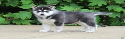 Siberian Husky dogs for sale: Blaze - Ad 1