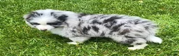 Mixed Breed dogs for sale: Max - Ad 6