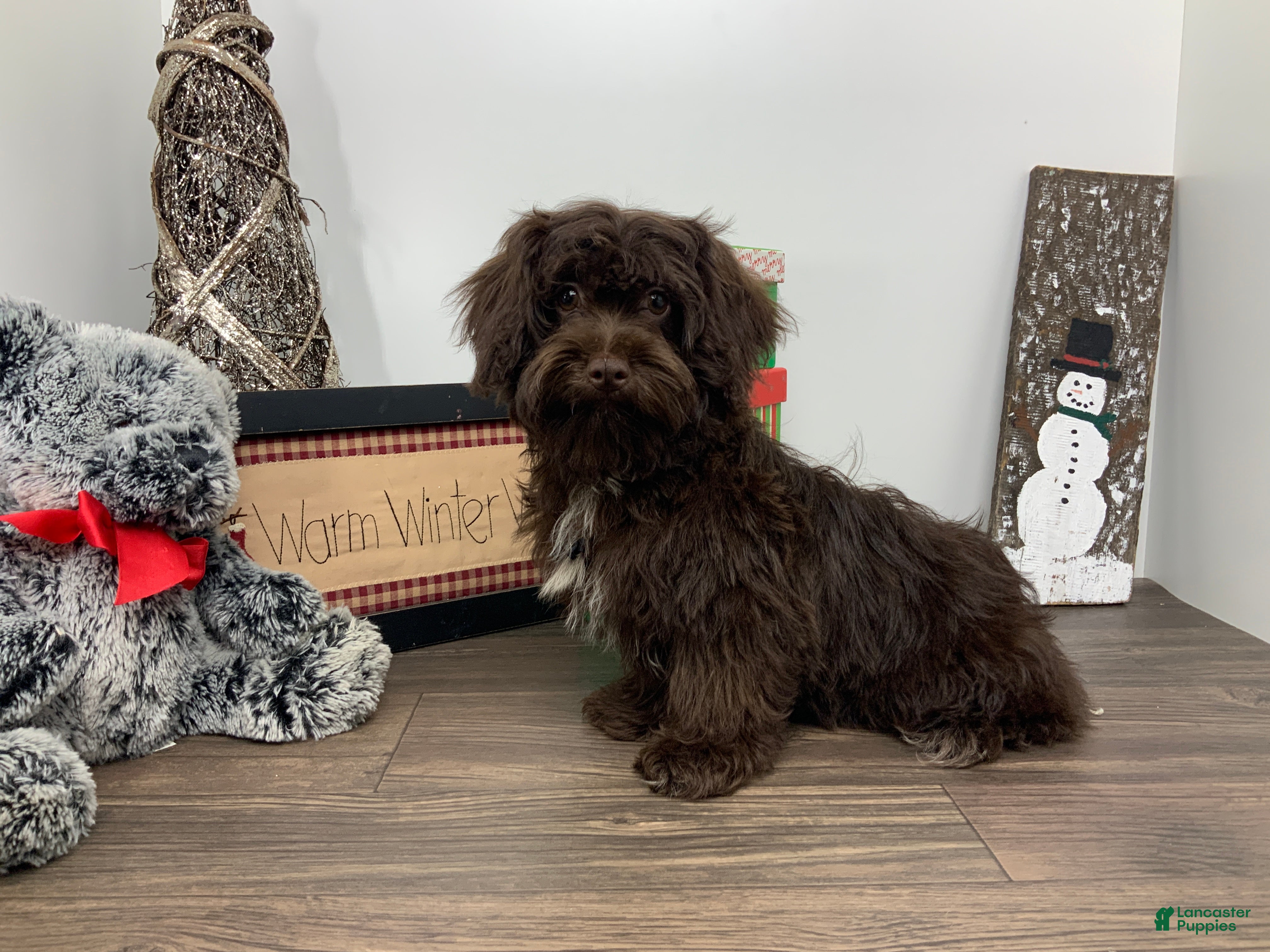 Shihpoo dogs for sale:  Tommy - Ad 2