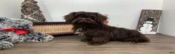 Shihpoo dogs for sale:  Tommy - Ad 1