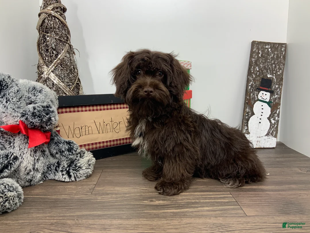 Shihpoo dogs for sale:  Tommy - Ad 1