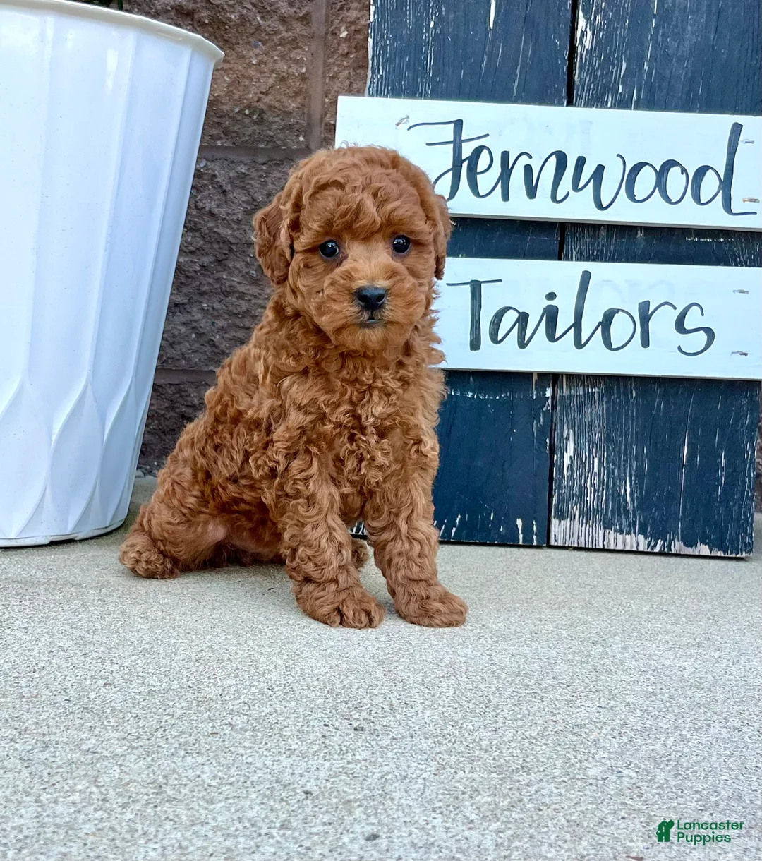 Miniature Poodle dogs for sale: Lil Jimmy 🐾❤️AKC Registered🐾Genetic Tested❤️Call 717-529-1907 - Ad 1