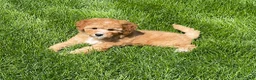 Mini Goldendoodle dogs for sale: Sandy Mini Goldendoodle Puppy  - Ad 3