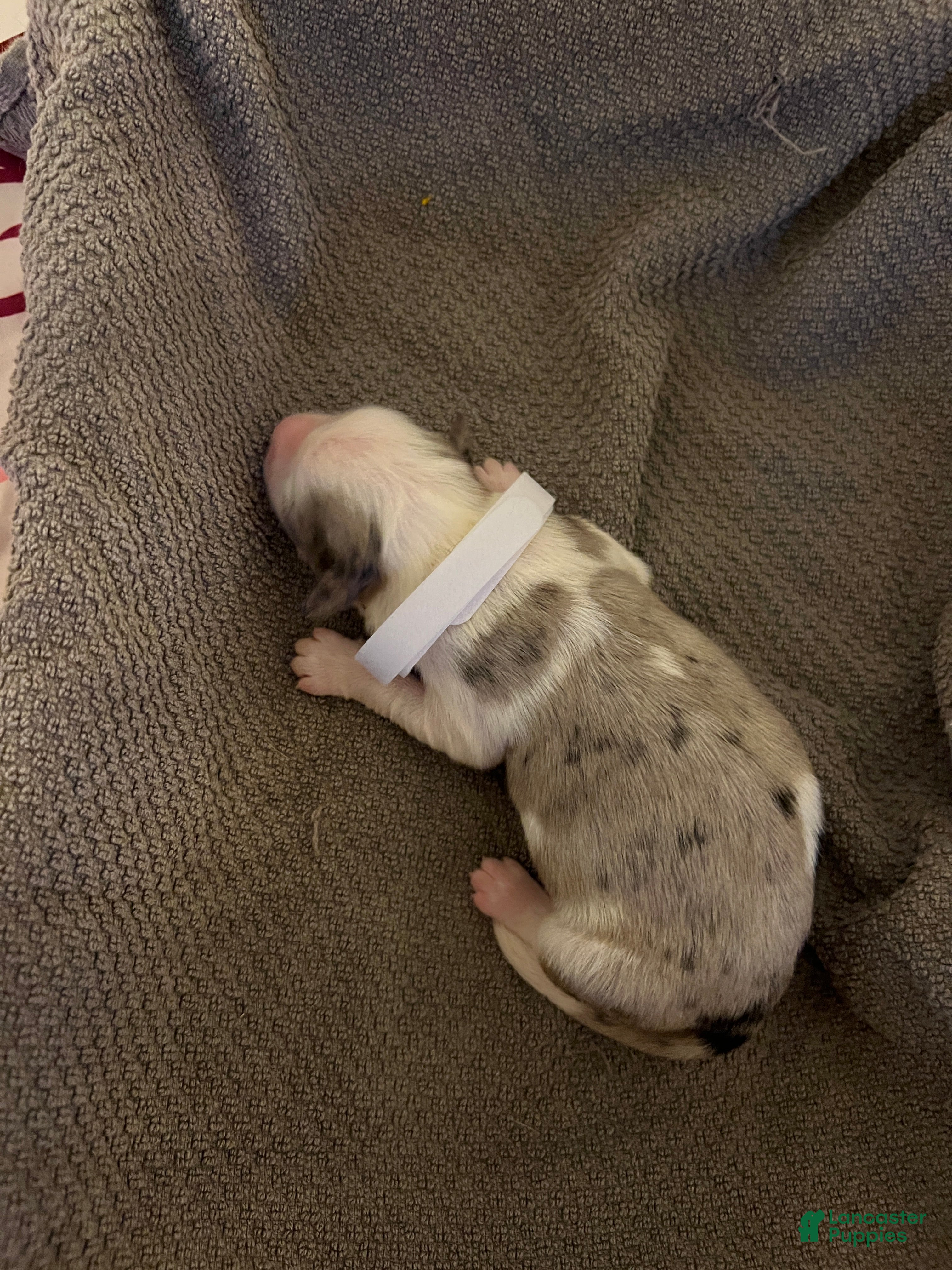 Mixed Breed dogs White - Ad 18