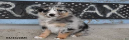 Australian Shepherd dogs for sale: Meadow - Ad 2