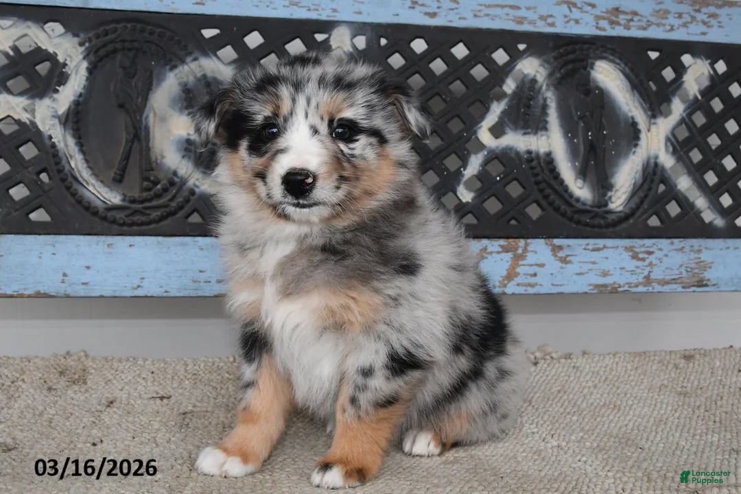 Australian Shepherd dogs for sale: Meadow - Ad 2