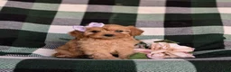 Cavapoo dogs for sale: Norah - Ad 3