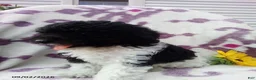 Miniature Poodle dogs for sale: Ranger - Ad 4