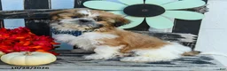 Shih Tzu dogs for sale: Mikey - Ad 5