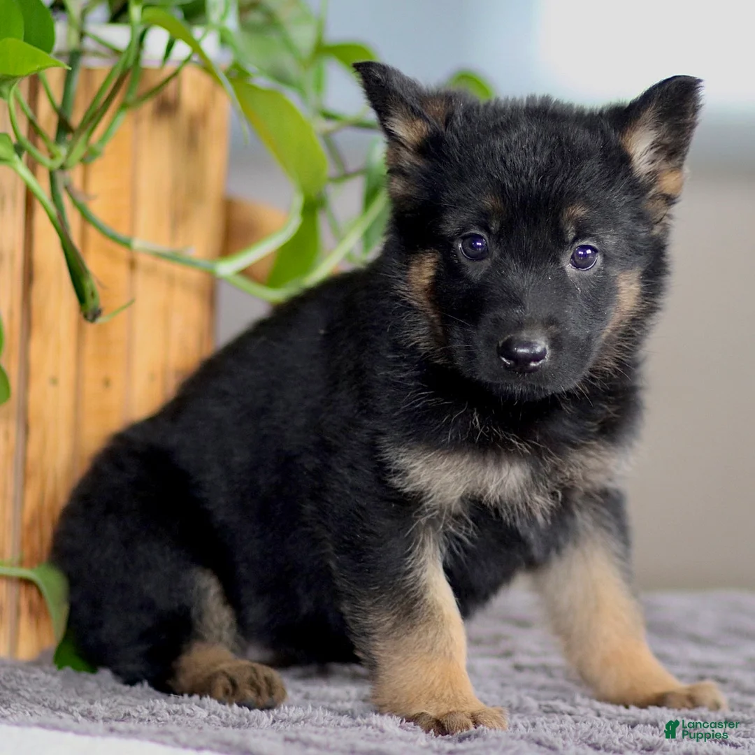 German Shepherd dogs for sale: Gale - Ad 3
