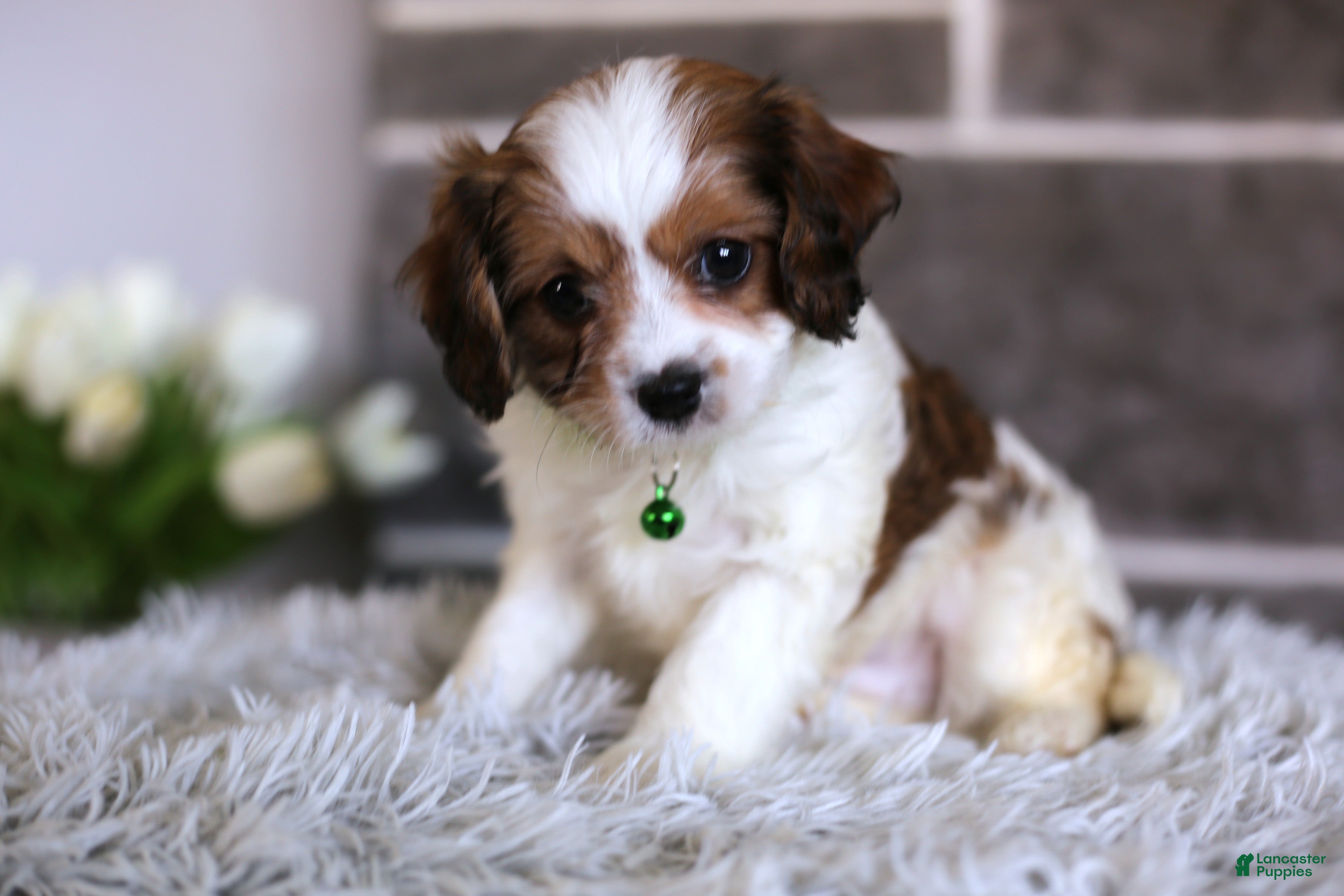 Cavapoo dogs Ollie - Ad 1