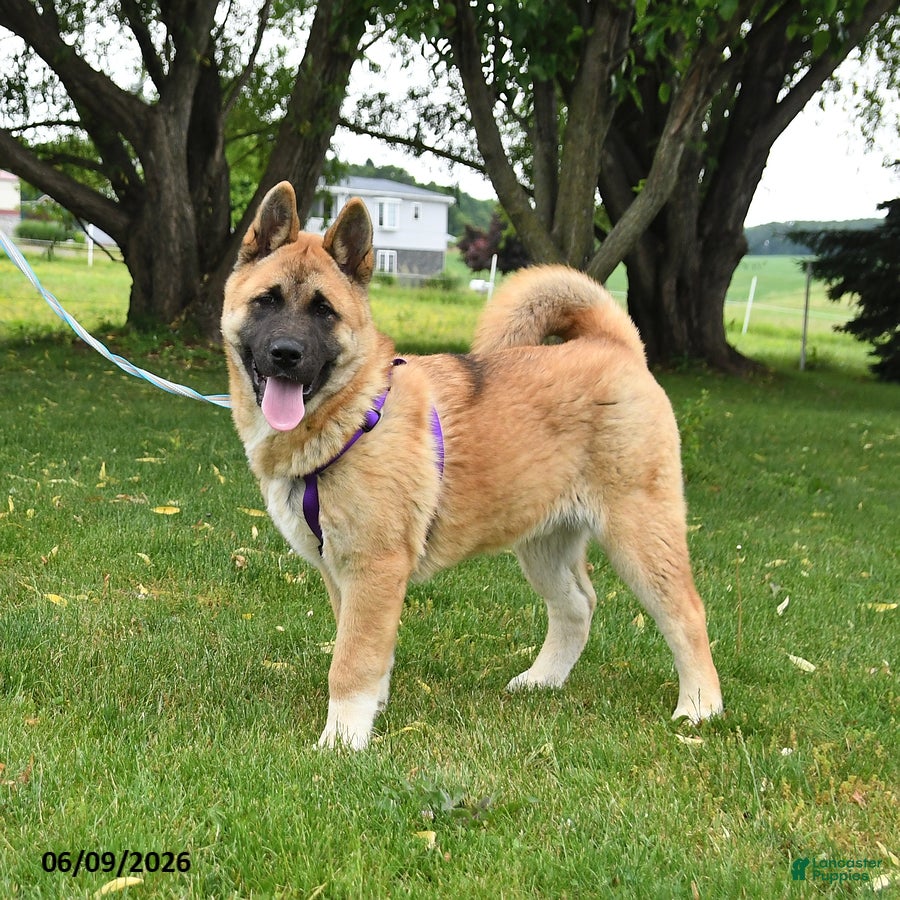 Akita dogs Flint - Ad 1