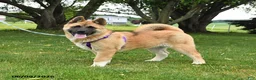 Akita dogs for sale: Flint - Ad 1