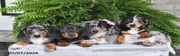 Dachshund dogs for sale: Gracelyn - Ad 5