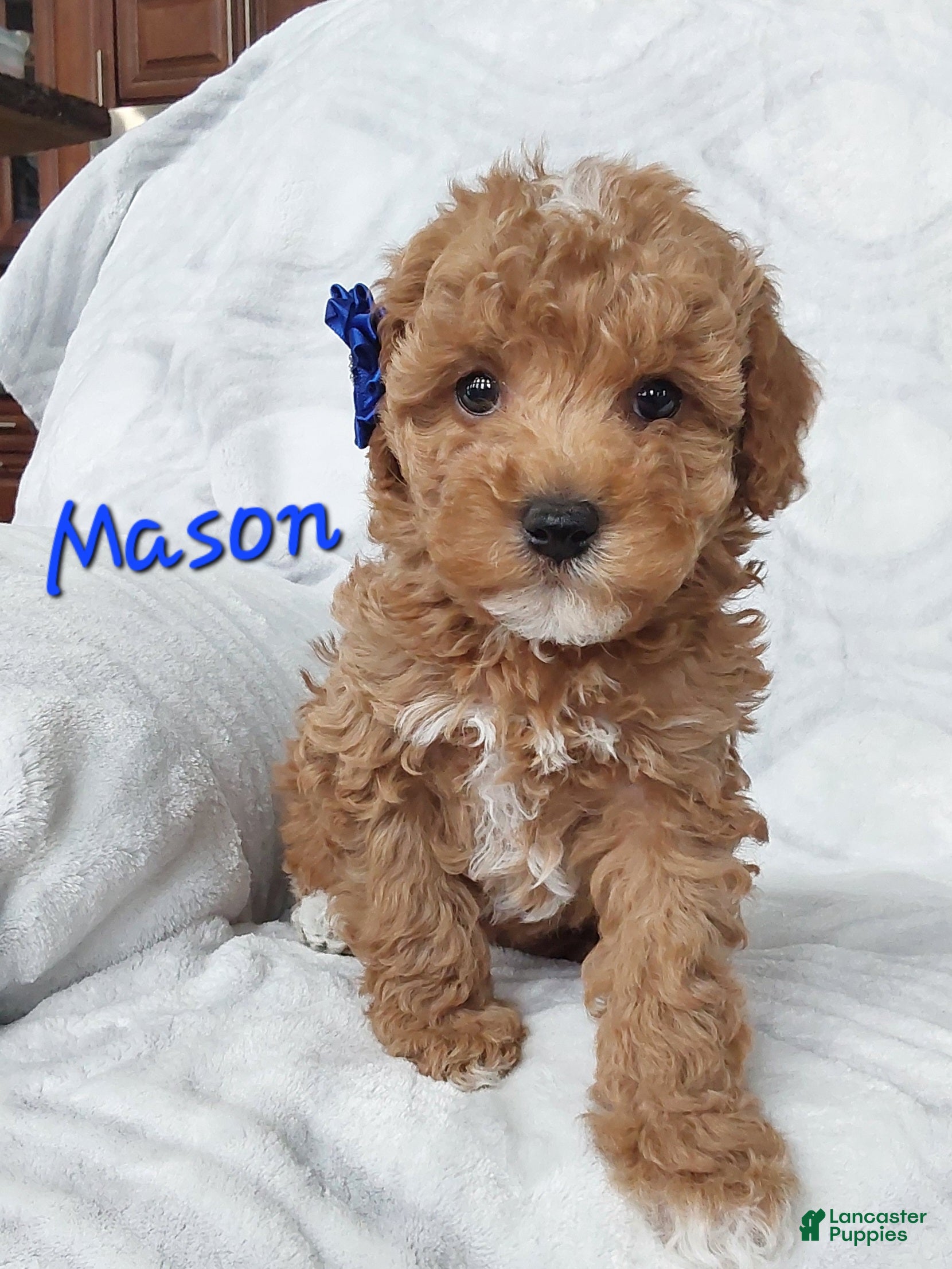 Cavapoo dogs Cavapoo Puppy 2 Mason - Ad 20