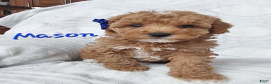 Cavapoo Puppy 2 Mason