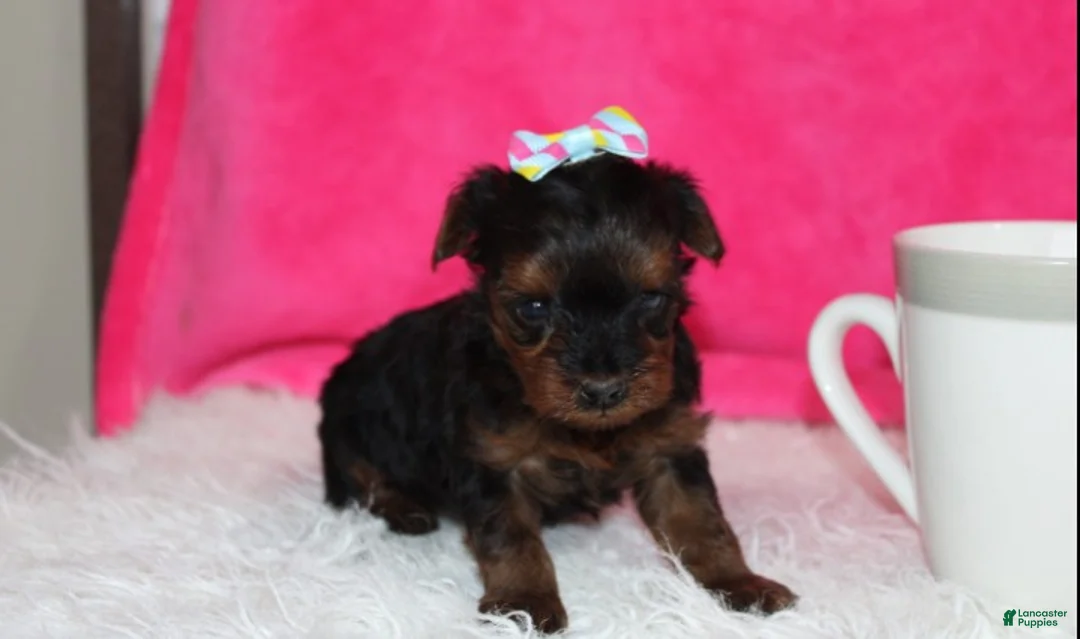Yorkiepoo dogs for sale: Evelyn  - Ad 1