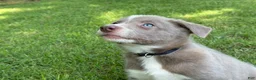Border Collie dogs for sale: Lilac- short hair - Ad 7