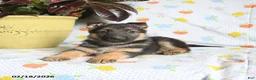 German Shepherd dogs for sale: Whimsy - Ad 3