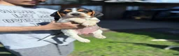 Beagle dogs for sale: Buttercup  - Ad 15