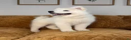Samoyed dogs for sale: Mickey  - Ad 3