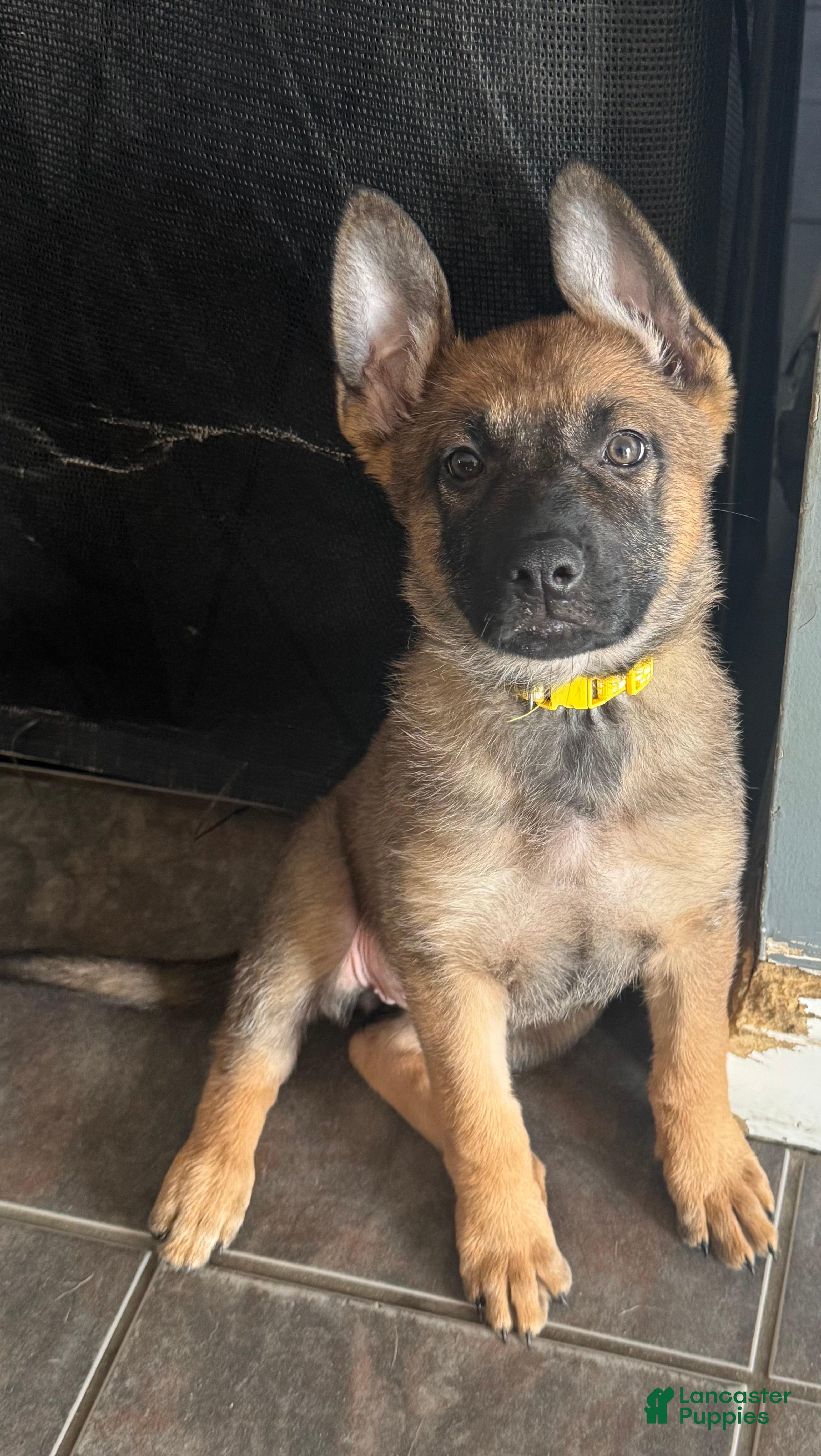 Mixed Breed dogs Daffodil - Ad 1