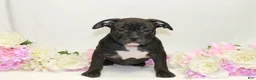 American Bully dogs for sale: American Bully red - Ad 2