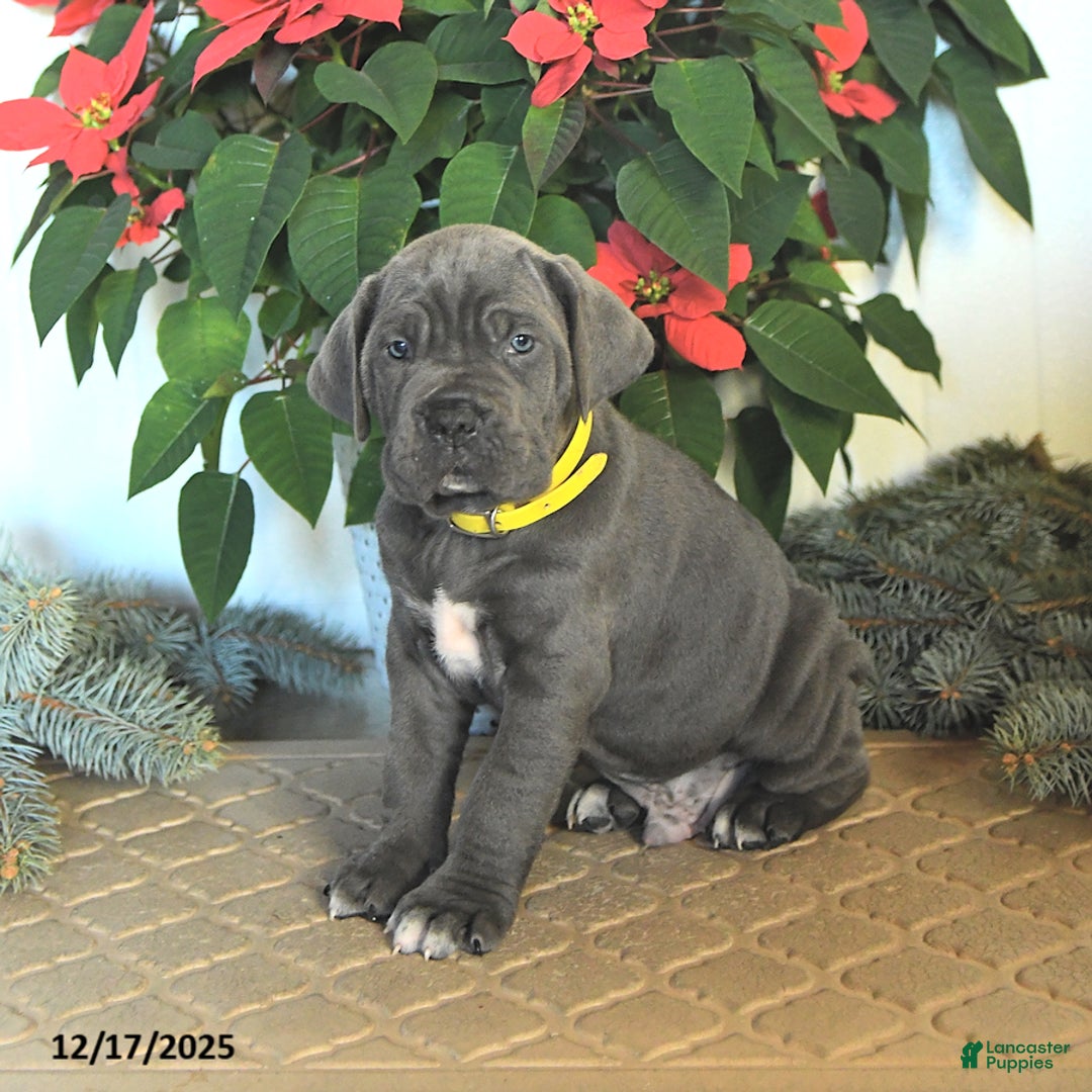 Cane Corso dogs for sale: Fir  - Ad 3