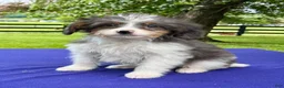 Bernedoodle dogs for sale: Nina - Ad 4