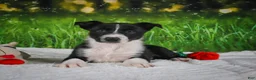Border Collie dogs for sale: Durango - Ad 6