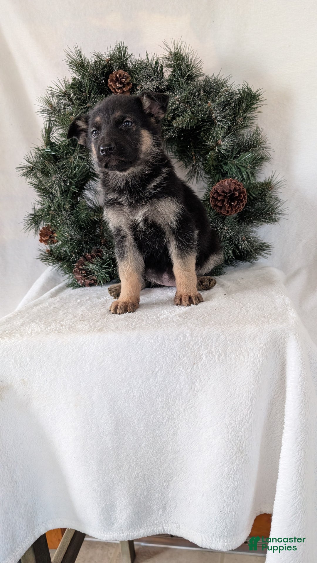 German Shepherd dogs for sale: Marla  - Ad 5