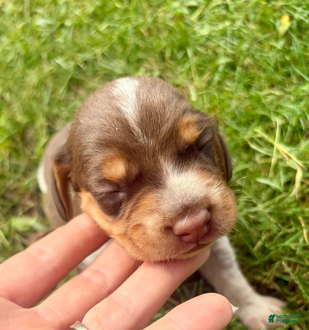 Beagle dogs for sale: Mr Green - Ad 2
