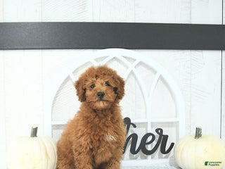 Mini Goldendoodle dogs - Ad 39