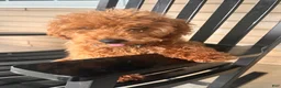 Toy Poodle dogs for sale: Toy Poodle Puppy 1 - Ad 6