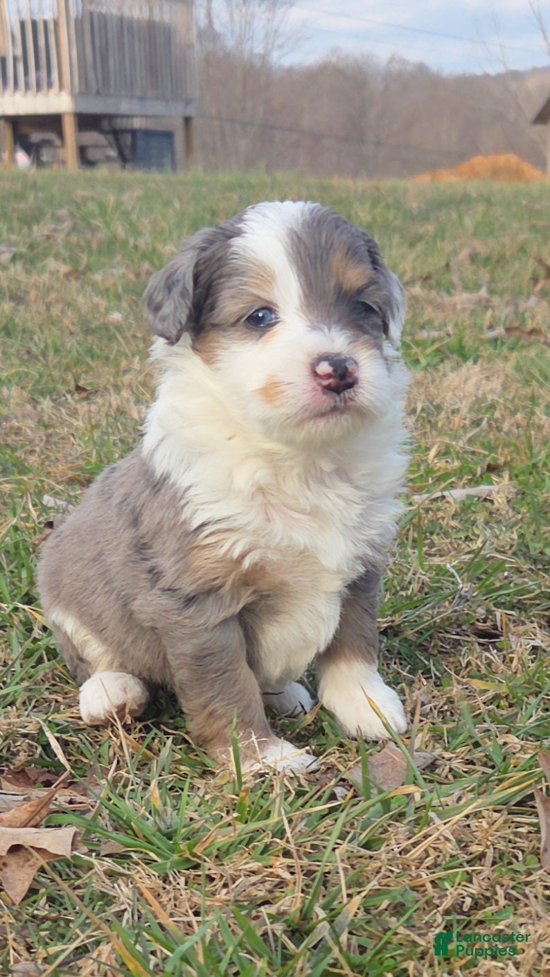 Mini Aussiedoodle dogs Burney - Ad 1