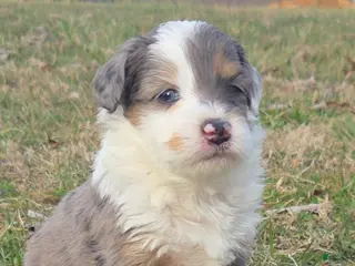 Mini Aussiedoodle dogs for sale: Burney - Ad 3