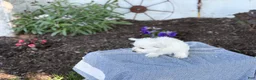 West Highland Terrier dogs for sale: Blazer - Ad 2