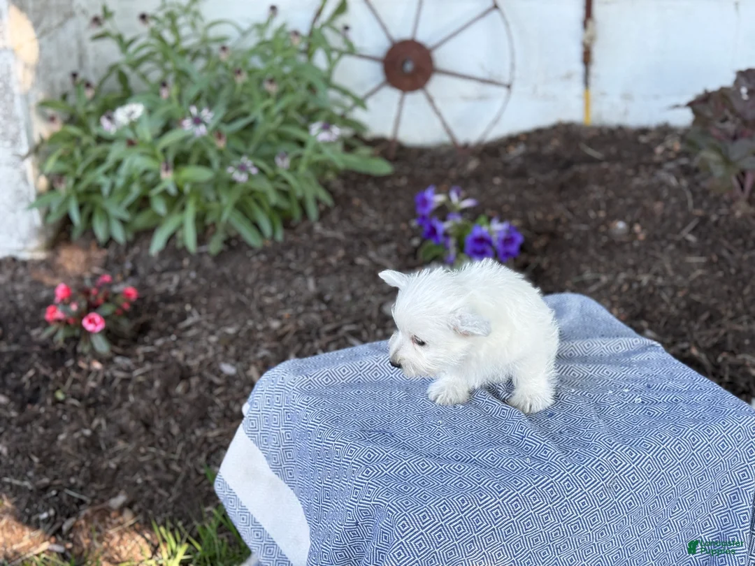 West Highland Terrier dogs for sale: Blazer - Ad 2