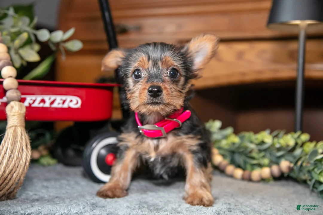 Yorkshire Terrier dogs for sale: Sapphire - Ad 3