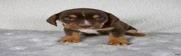 Beabull dogs for sale: Parker - Ad 5