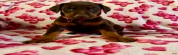 Doberman Pinscher dogs for sale: Apollo- NOT AMISH - Ad 5