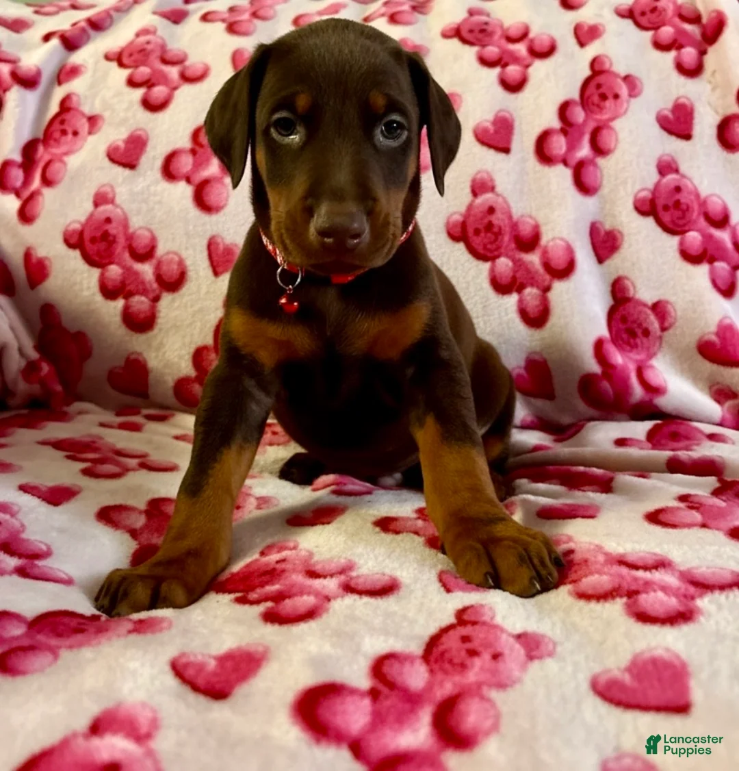 Doberman Pinscher dogs for sale: Apollo- NOT AMISH - Ad 5