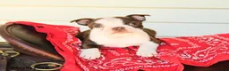 Boston Terrier dogs for sale: Sharleen - Ad 3