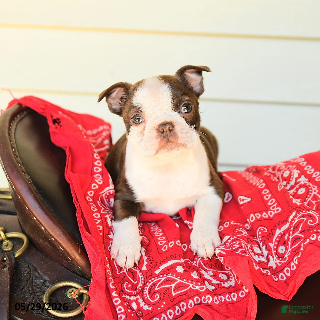 Boston Terrier dogs for sale: Sharleen - Ad 3