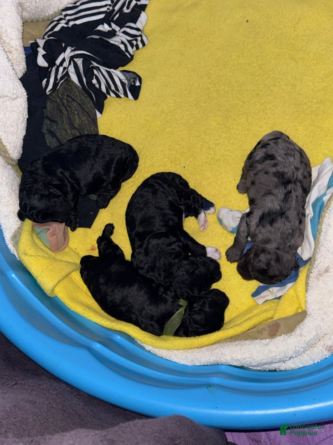 Mini Goldendoodle dogs for sale: Chek - Ad 5