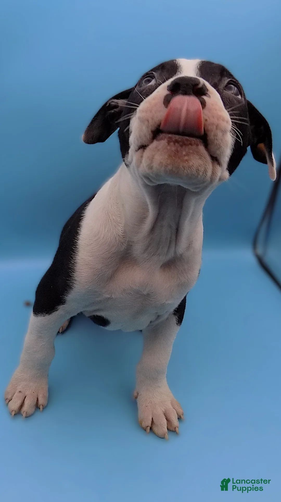 Mixed Breed dogs for sale: Po  - Ad 1